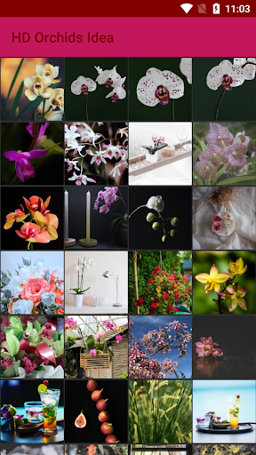 HD Orchids Idea