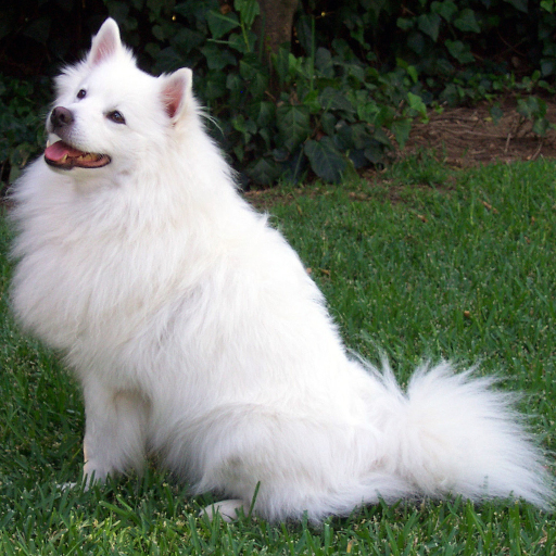Dog LWP logo