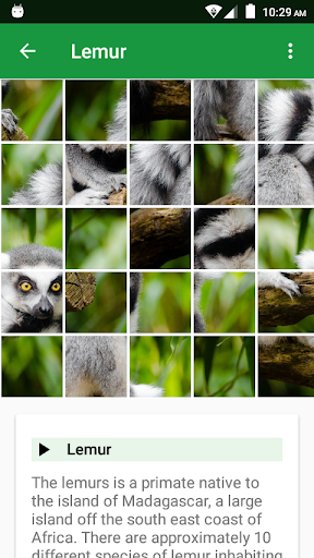 Wild Animals Puzzle