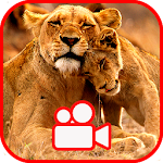 Cover Image of Download ﻿﻿Wild Animals - Documentary Online 🦁 1.0.1 APK