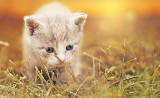 Kittens - Jigsaw Puzzles Screen 3