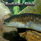 Budidaya Ikan Sidat icon