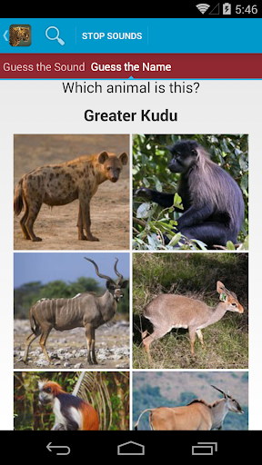 Safari Animal Sounds and List