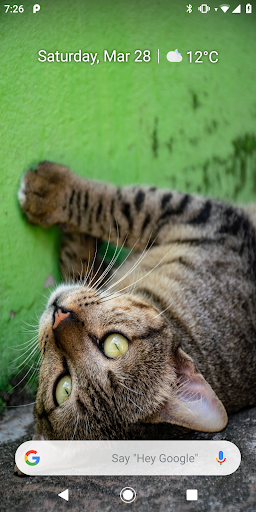 Sleeping Kitty 3D Wallpaper