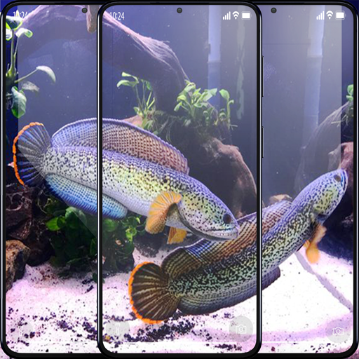 Channa Fish Wallpaper HD Download on Windows