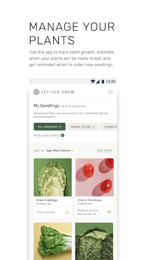 Lettuce Grow Screen 3