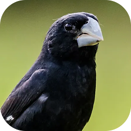 Icon image Beaked bird singing