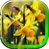 Narcissus Flowers icon