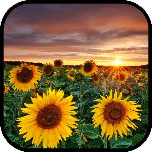 Sunflower Wallpaper logo