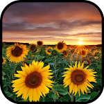 Cover Image of ดาวน์โหลด Sunflower Wallpaper 1.0.0 APK