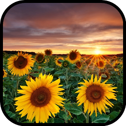 Icon image Sunflower Wallpaper