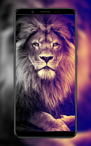 Lion Wallpaper