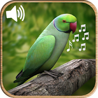 Latest Bird Ringtones 2019