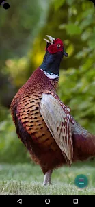 Pheasant Photos