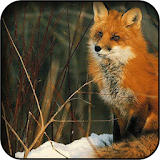 Fox wallpapers icon