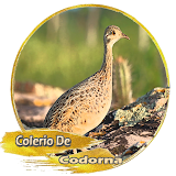 Colerio De Codorna icon