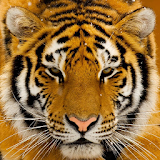 siberian tiger wallpaper icon