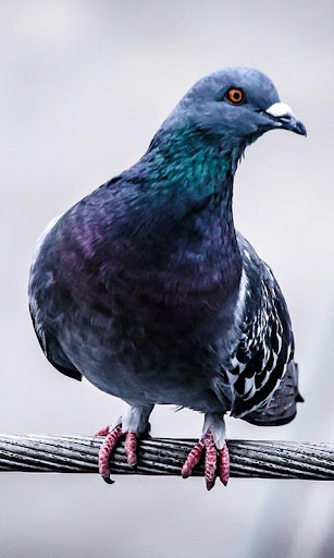 Pigeon Wallpaper