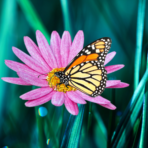 Butterfly live wallpaper logo