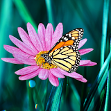 Butterfly live wallpaper icon
