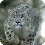Snow Leopard Pack 2 Wallpaper icon
