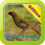 Master Kicau Burung Samho icon