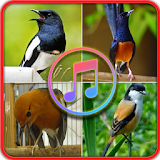 Suara Burung Offline - Masteran Suara Burung icon