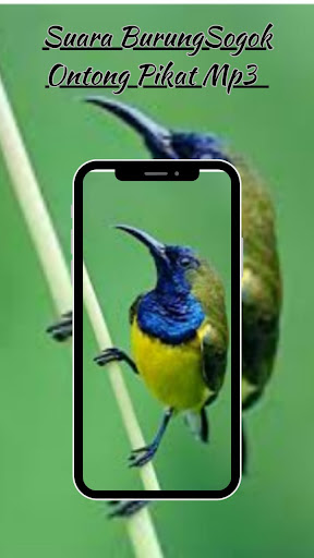 Suara Sogok Ontong Pikat