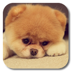 Q Puppy Live Wallpaper Apk