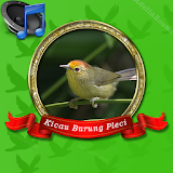 Master Burung Pleci Mp3 icon