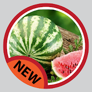 Watermelon Plant Diseases