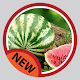 Watermelon Plant Diseases Download on Windows