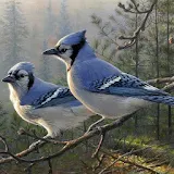 Blue Jay Wallpapers icon