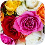 Fragrant Rose Puzzle icon