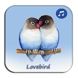 Kicau Lovebird Blorok Prestasi icon