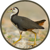 White-breasted waterhen icon