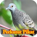 Cover Image of Download Suara Burung Perkutut Pikat 1.2 APK