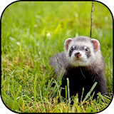 Ferret wallpapers icon