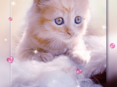 [ベスト] 可愛い 子猫 写真 251881-子猫 可愛い 写真