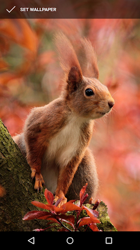 Android application Squirrel Wallpapers screenshort