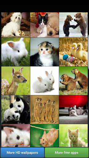 Cute Animals HD Wallpapers Screen 2