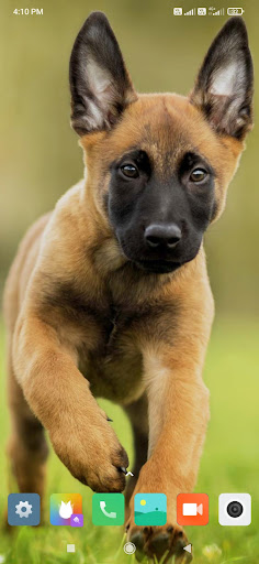 Animal Wallpapers HD Screen 2
