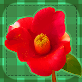 Flower Pelmanism icon