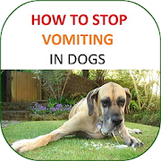 How to Stop Vomiting in Dogs
