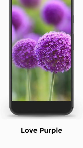 Ungu Purple Wallpaper Screen 3