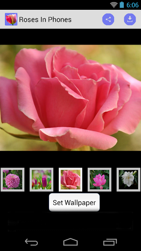 Phone Wallpaper of Roses Screen 2