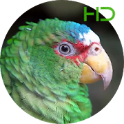 Green Parrot Live Wallpaper
