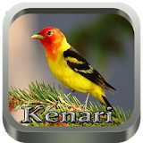 KICAU KENARI MASTER 2017 icon
