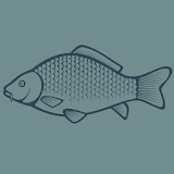Carp Fishing Videos & Tips icon