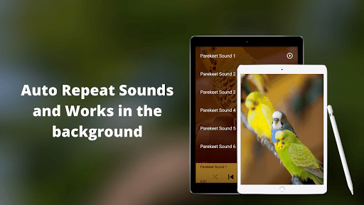 Parakeet Sounds Screen 3